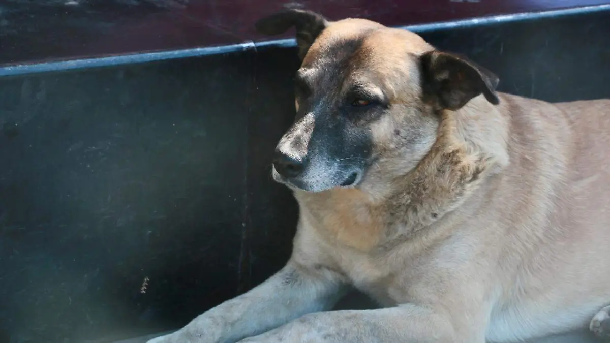 AGUS-F9V El mercado del CBD en México continúa expandiéndose con propuestas que buscan mejorar la calidad de vida tanto de humanos como de mascotas (2)